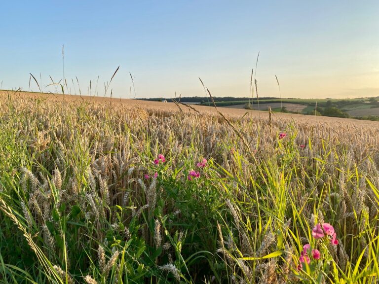 Bürgerentscheid gewonnen: Keine Siedlung am Dümmersberg Ochsenfurt