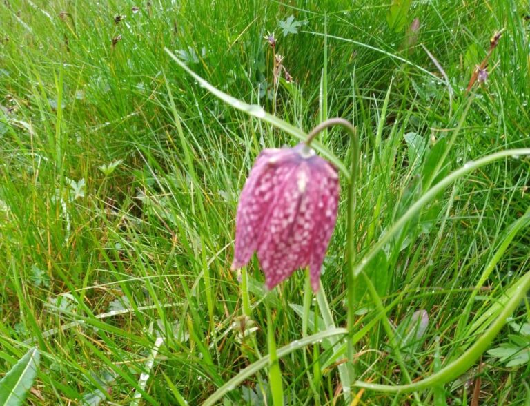 Schachblumenfest in Obersinn