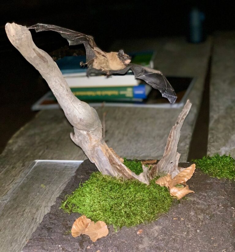 Nachholtermin Fledermausexkursion Höchberg