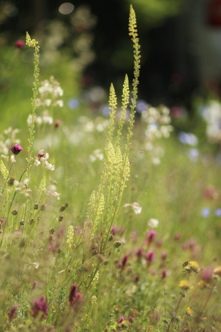 Klima- und Artenschutz vor der eigenen Tür