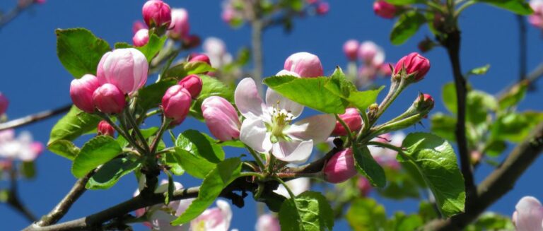Einladung zum Obstbaumschnittkurs